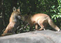 Red Fox (Vulpes vulpes) - 104