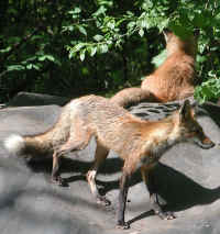 Red Fox (Vulpes vulpes) - 105
