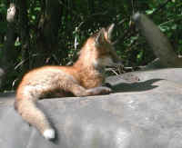 Red Fox (Vulpes vulpes) - 115
