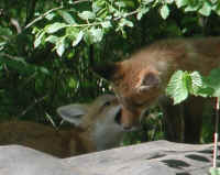 Red Fox (Vulpes vulpes) - 115a