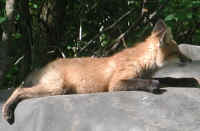 Red Fox (Vulpes vulpes) - 117