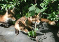 Red Fox (Vulpes vulpes) - 119a