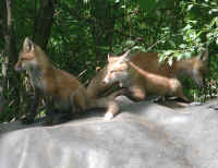 Red Fox (Vulpes vulpes) - 123