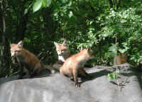 Red Fox (Vulpes vulpes) - 124