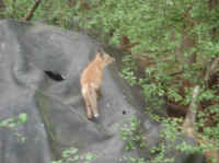 Red Fox (Vulpes vulpes) - 125