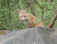 Red Fox (Vulpes vulpes) - 128