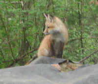 Red Fox (Vulpes vulpes) - 135
