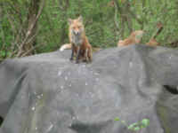 Red Fox (Vulpes vulpes) - 145
