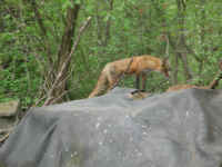 Red Fox (Vulpes vulpes) - 151