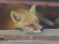 Red Fox (Vulpes vulpes) - 153