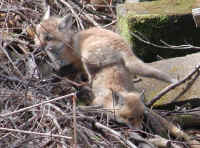 Red Fox (Vulpes vulpes) - 19
