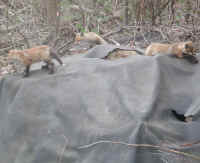 Red Fox (Vulpes vulpes) - 28