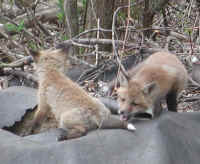 Red Fox (Vulpes vulpes) - 32