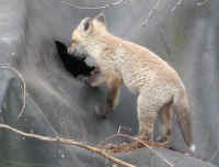 Red Fox (Vulpes vulpes) - 37