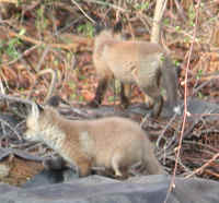 Red Fox (Vulpes vulpes) - 46