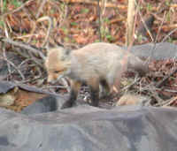 Red Fox (Vulpes vulpes) - 51