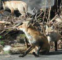 Red Fox (Vulpes vulpes) - 62