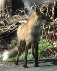 Red Fox (Vulpes vulpes) - 63
