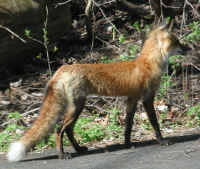 Red Fox (Vulpes vulpes) - 65