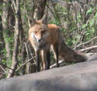 Red Fox (Vulpes vulpes) - 78