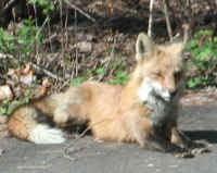 Red Fox (Vulpes vulpes) - 82