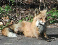 Red Fox (Vulpes vulpes) - 83a