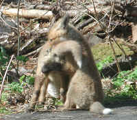Red Fox (Vulpes vulpes) - 86
