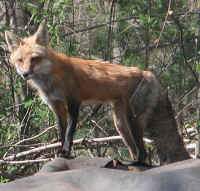 Red Fox (Vulpes vulpes) - 89