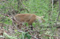 Red Fox (Vulpes vulpes) - 95