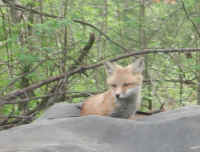 Red Fox (Vulpes vulpes) - 96