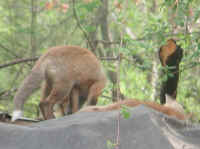 Red Fox (Vulpes vulpes) - 97