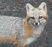Our Neighbors The Foxes - Grey or Gray Fox (Urcyon cinereoargenteus)