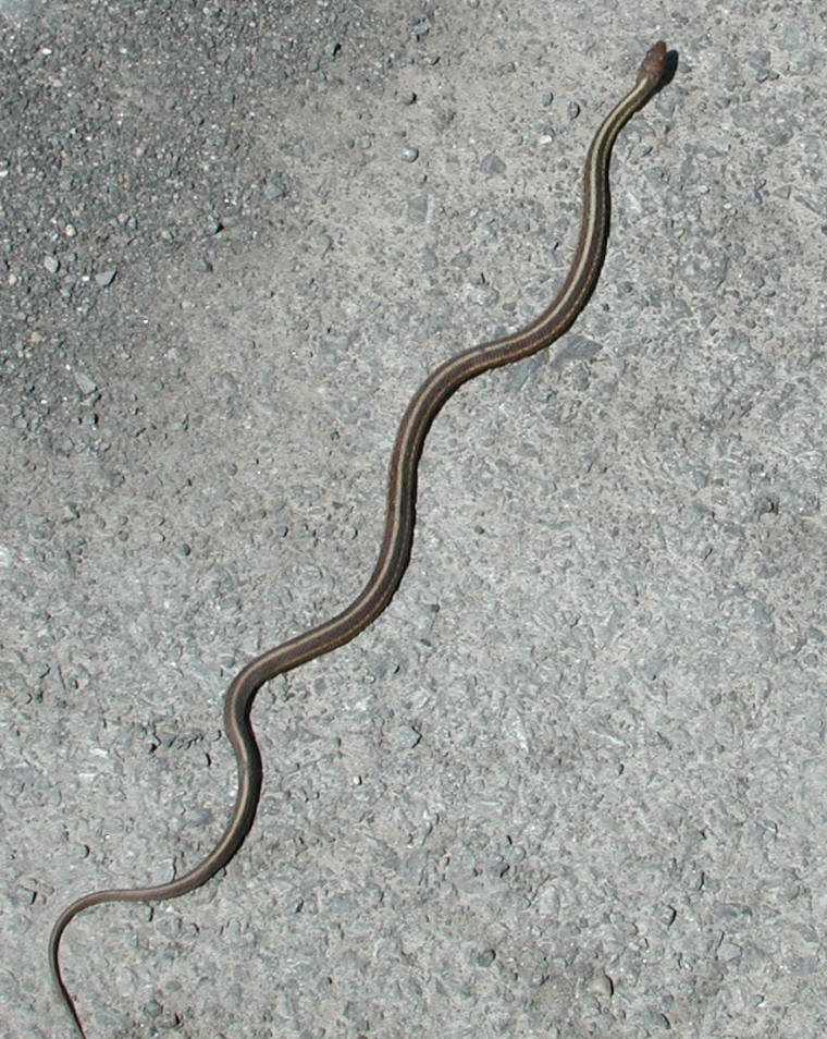 Garter Snake, Common (Thamnophis sirtalis) - 01a