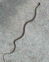 Garter Snake, Common (Thamnophis sirtalis) - 01a