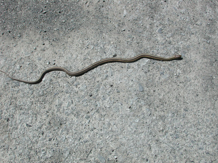 Garter Snake, Common (Thamnophis sirtalis) - 02