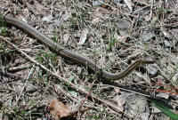 Garter Snake, Common (Thamnophis sirtalis) - 05