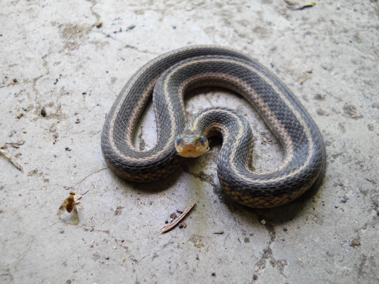 Garter Snake, Common (Thamnophis sirtalis) - 07