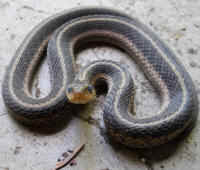 Garter Snake, Common (Thamnophis sirtalis) - 07a