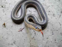 Garter Snake, Common (Thamnophis sirtalis) - 09