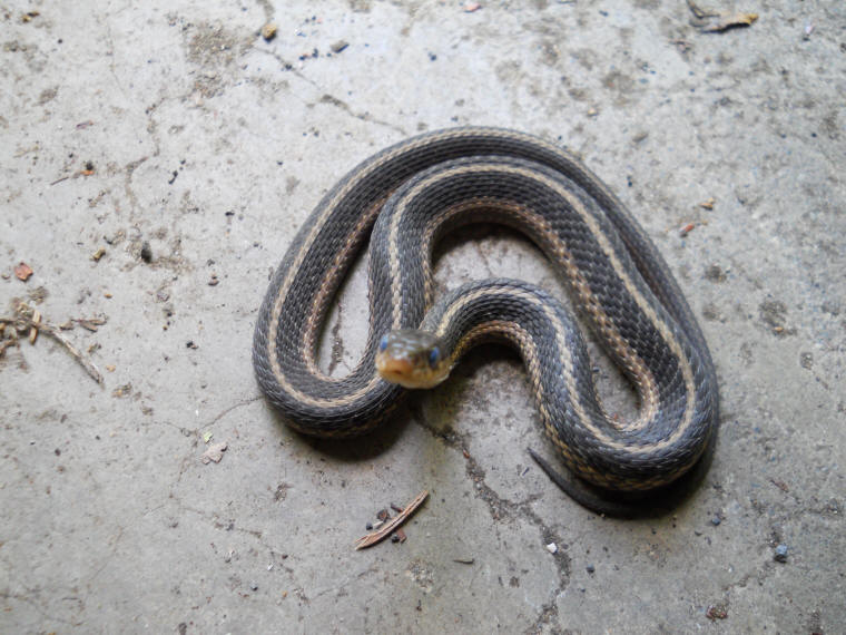 Garter Snake, Common (Thamnophis sirtalis) - 10