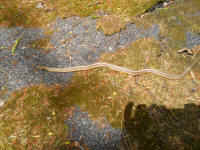 Garter Snake, Common (Thamnophis sirtalis) - 12