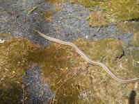 Garter Snake, Common (Thamnophis sirtalis) - 13