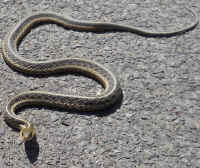 Garter Snake, Common (Thamnophis sirtalis) - 15