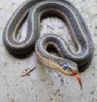 Garter Snake, Common (Thamnophis sirtalis)
