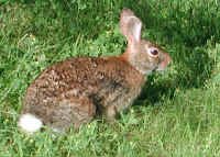 Rabbit, Eastern Cottontail (Sylvilagus floridanus) - 13