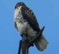 Red-tailed Hawk (Buteo jamaicensis) - 02