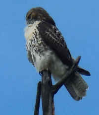 Red-tailed Hawk (Buteo jamaicensis) - 03