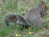 Eastern Gray Squirrel (Sciuridae carolinensis) - 02