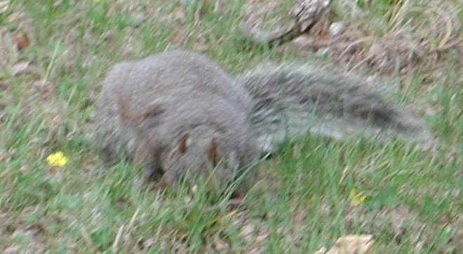 Eastern Gray Squirrel (Sciuridae carolinensis) - 05