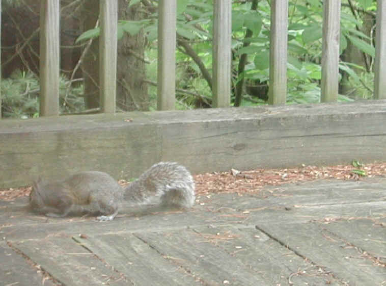 Eastern Gray Squirrel (Sciuridae carolinensis) - 06
